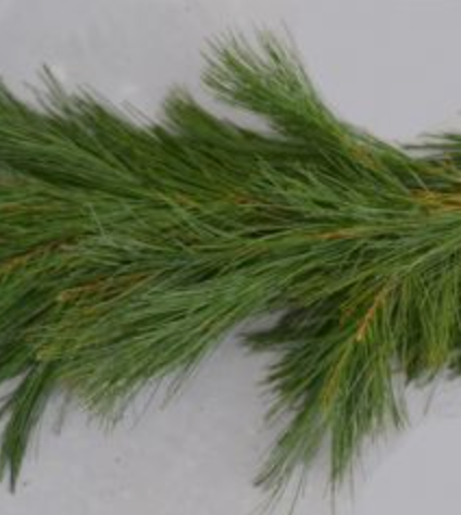 White Pine Garland / Roping