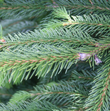 Black Hills Spruce Christmas Tree