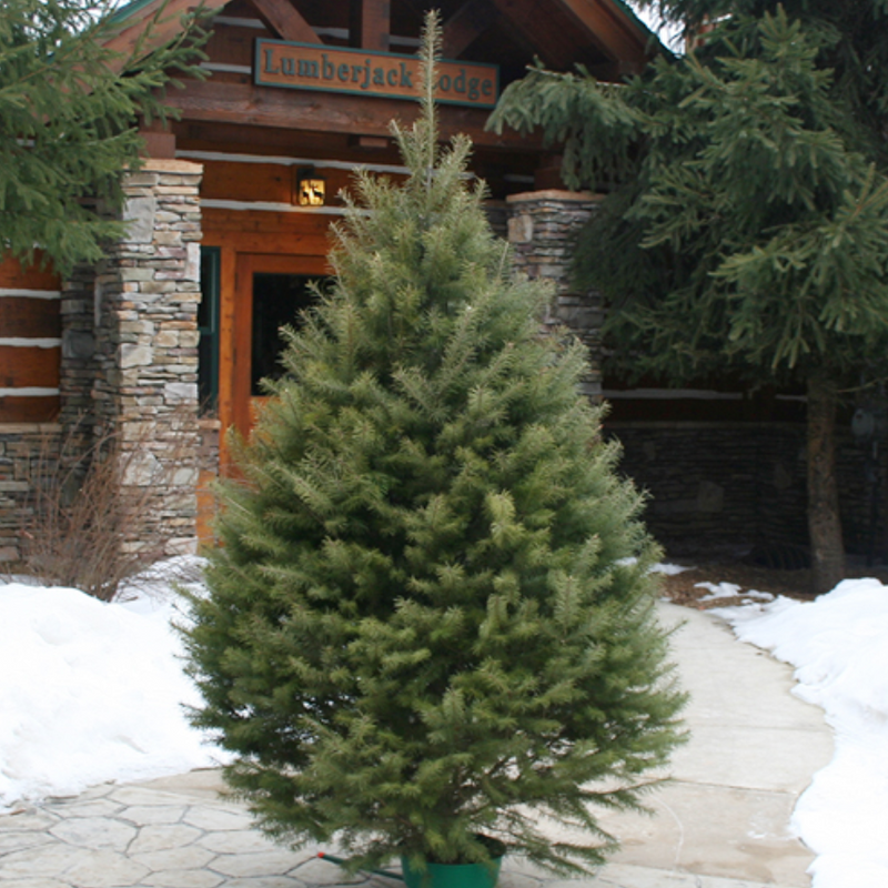 Douglas Fir Christmas Tree