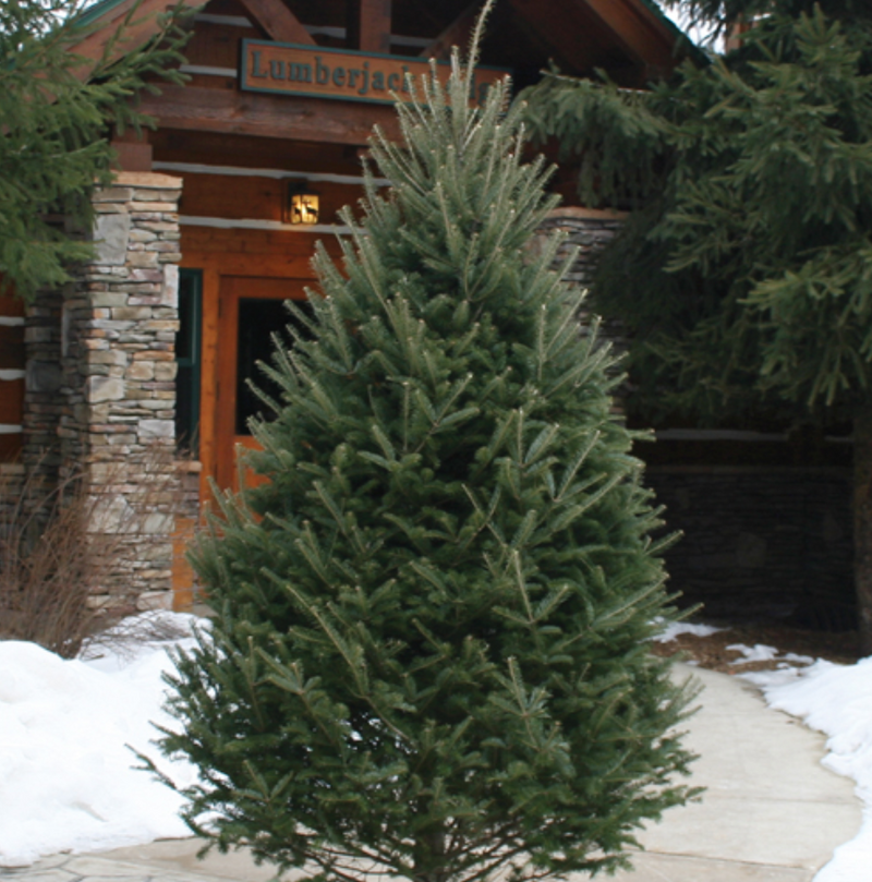 Balsam Fir Christmas Tree