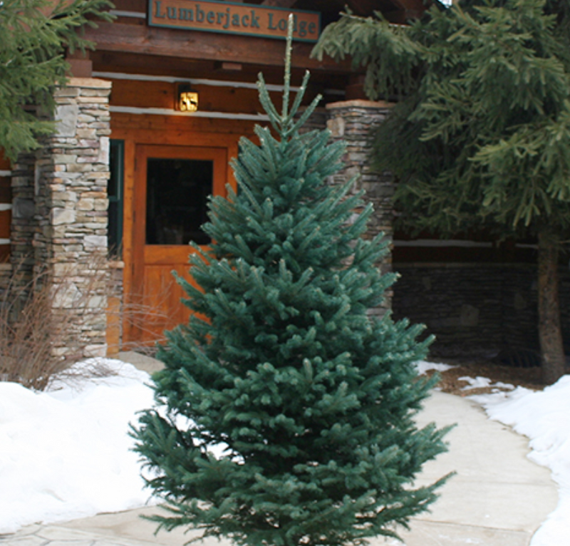 Black Hills Spruce Christmas Tree