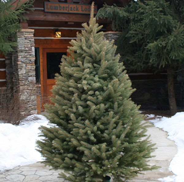 Blue Spruce Christmas Tree