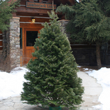 Grand Fir Christmas Tree