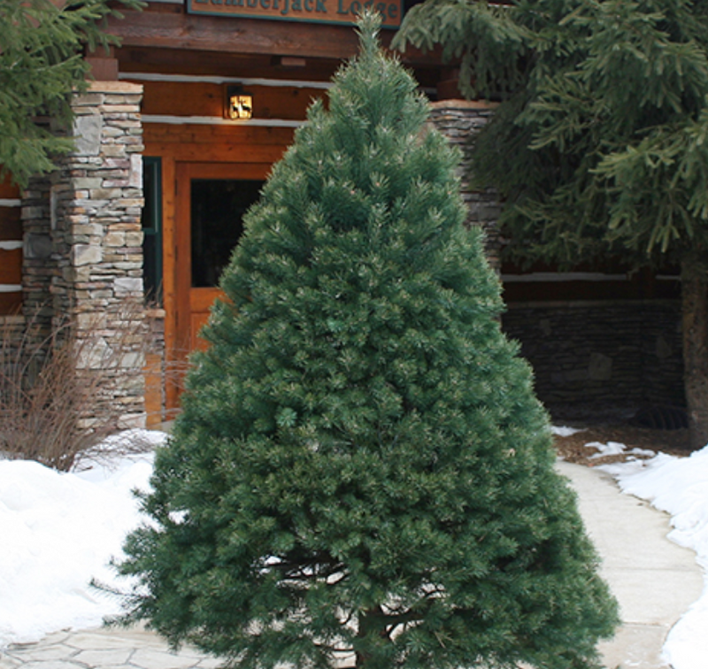 Scotch Pine Christmas Tree