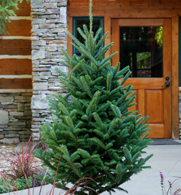 Fraser Fir Tabletop Christmas Tree