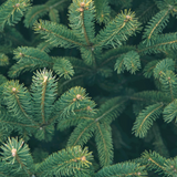 Douglas Fir Christmas Tree