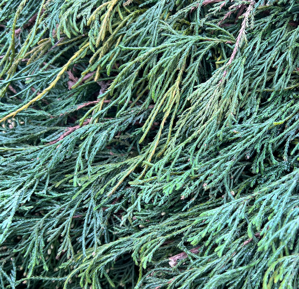 Incense Cedar Garland 20'