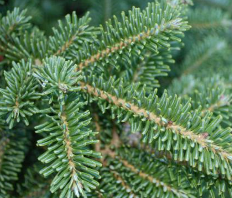 Frasier Fir Branch