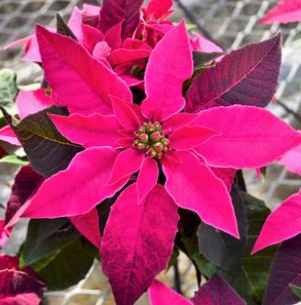 2.5" Poinsettia Princettia 'Dark Pink'