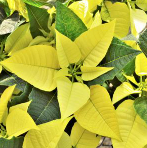 4.5" Poinsettia 'Golden Glo'