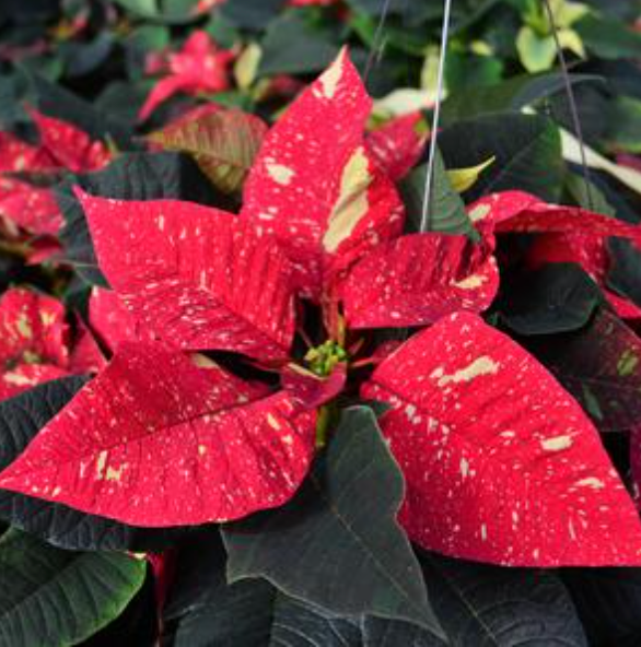 4.5" Poinsettia 'Red Glitter'