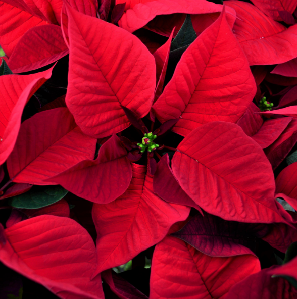 4.5" Poinsettia 'Red'