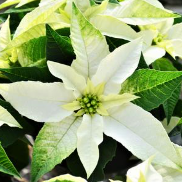 4.5" Poinsettia 'White Princettia'