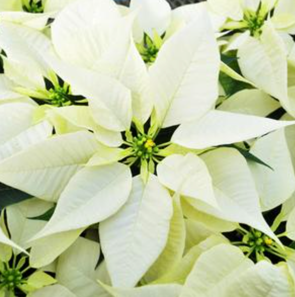 4.5" Poinsettia 'White'