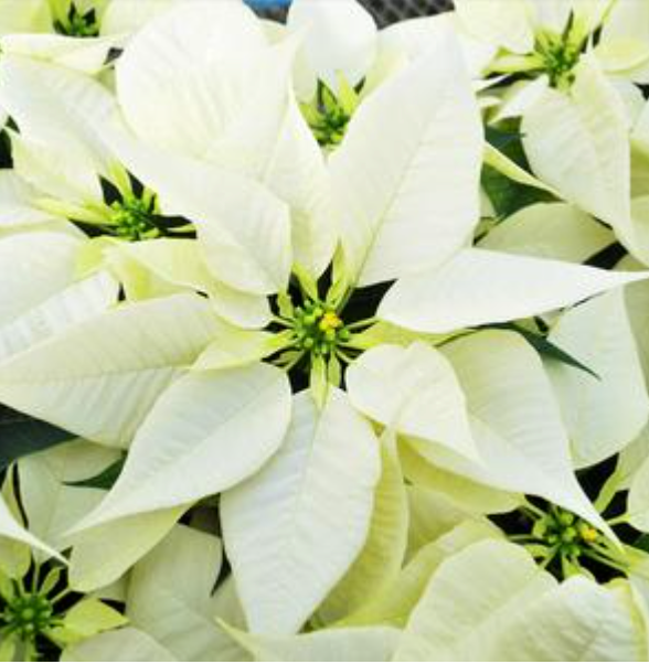 7" Poinsettia 2 Plants 'White'