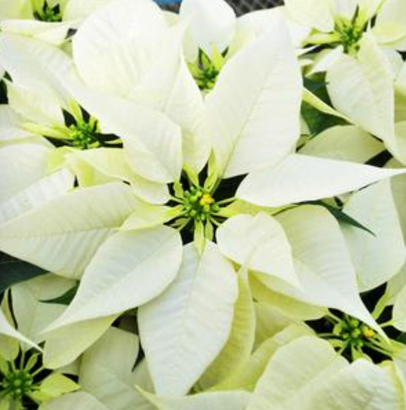 10" Poinsettia 5 Plants 'White'