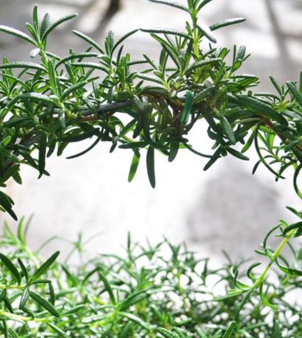 Rosemary Wreath Pot