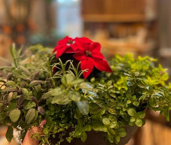 Herb Planter w/ Poinsettia