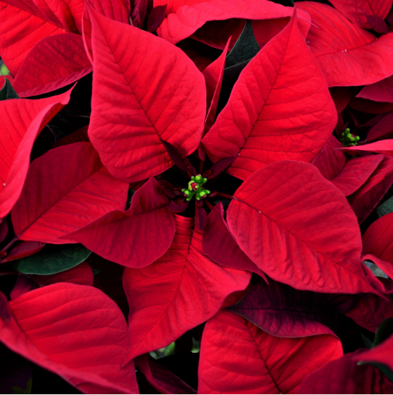 6" Poinsettia 'Red'