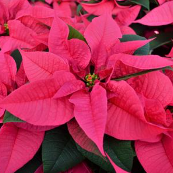 6" Poinsettia 'Pink'