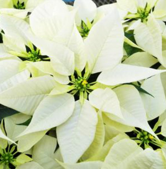 6" Poinsettia 'White'