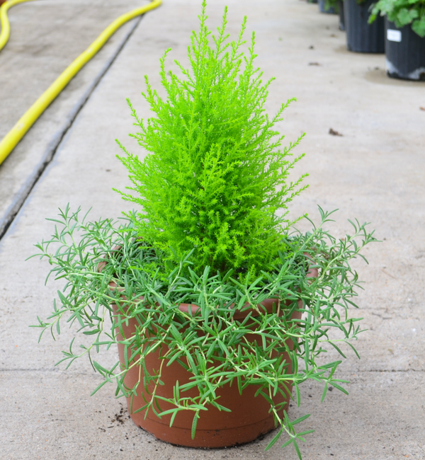 Lemon Cypress / Rosemary