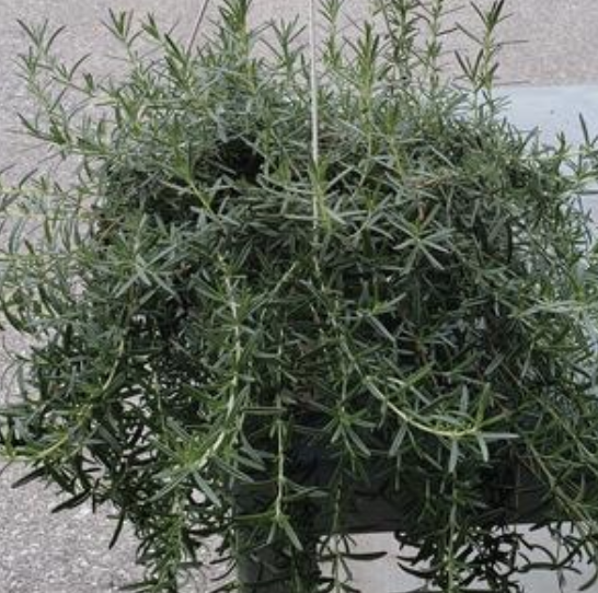 10" Hanging Basket Rosemary