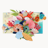 SHELLS: A POP-UP BOOK OF WONDER