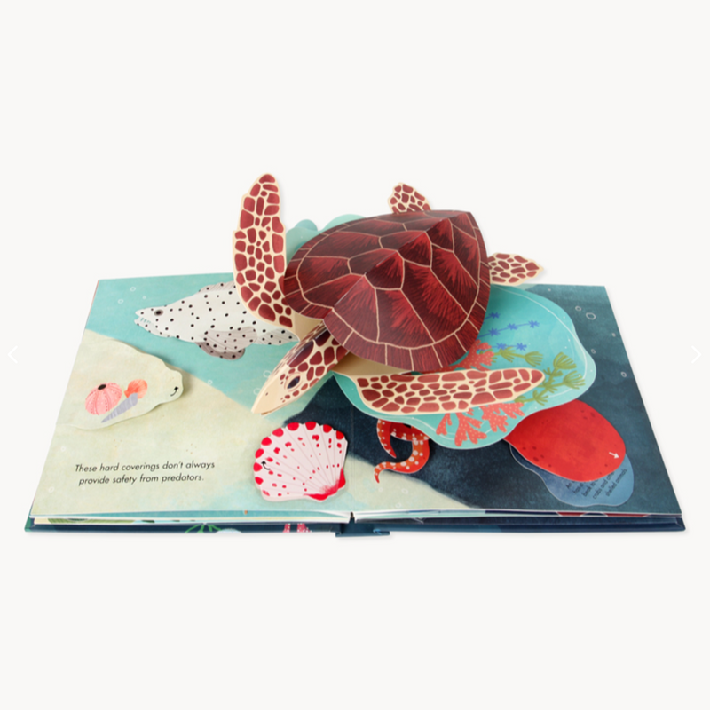 SHELLS: A POP-UP BOOK OF WONDER