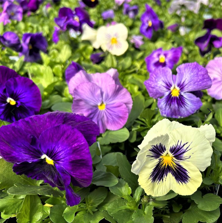 4" Pansy Delta 'Lavender Blue Shades'