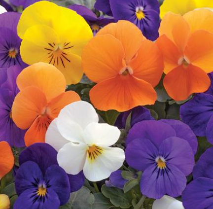 4" Viola Sorbet All Seasons Mix