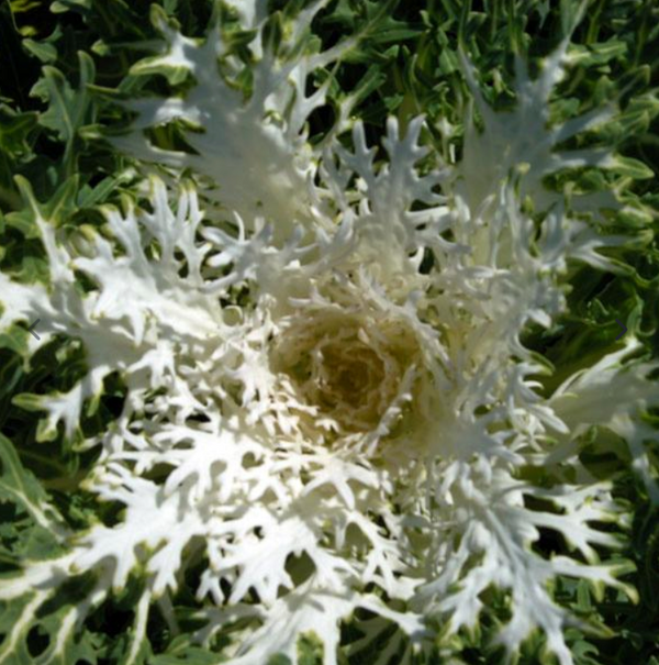 8" Kale Peacock White