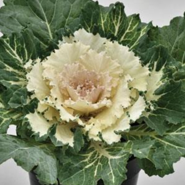 8" Ornamental Kale Osaka White