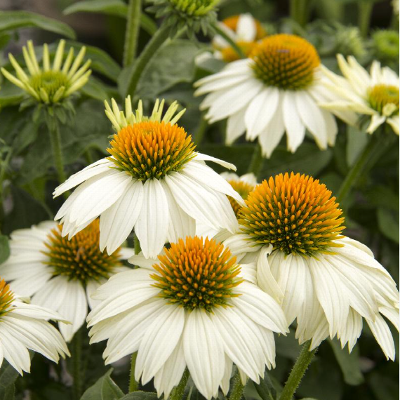 1 Qt Echinacea Pow Wow White