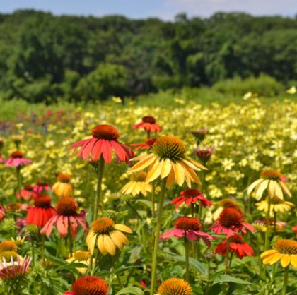 1 Qt Echinacea 'Cheyenne Spirit'