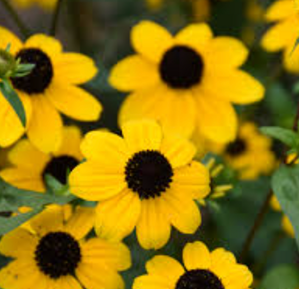 1 Qt Rudbeckia Black Jack Gold