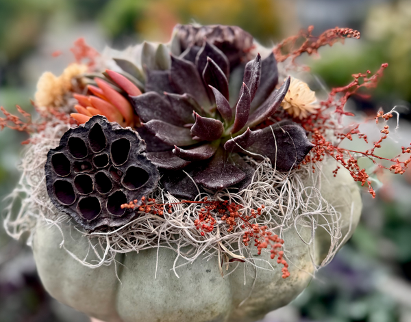 Large Pumpkin w/ Succulent