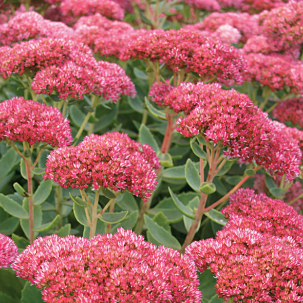 No 1 Sedum Autumn Fire