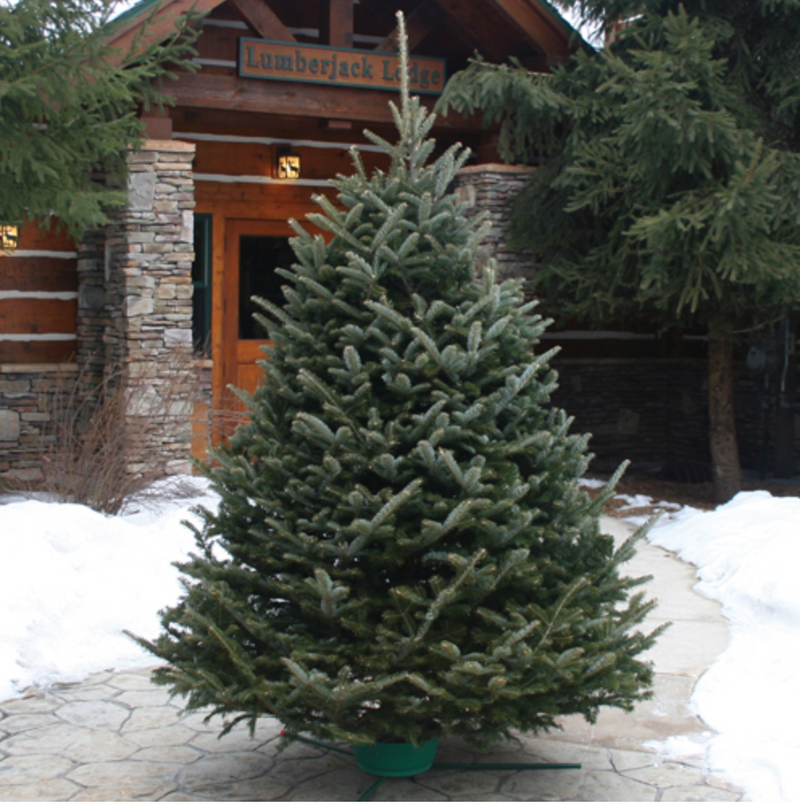 Fraser Fir Christmas Tree