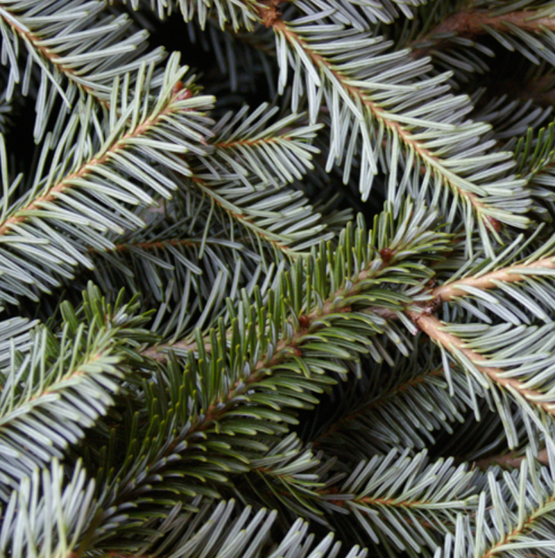 Fraser Fir Christmas Tree