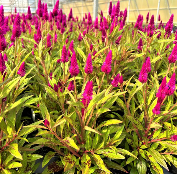 6" Celosia Intenz Classic