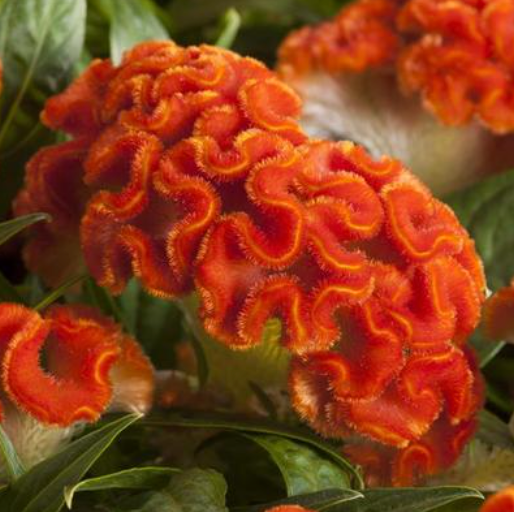 6" Celosia Twisted Dark Orange