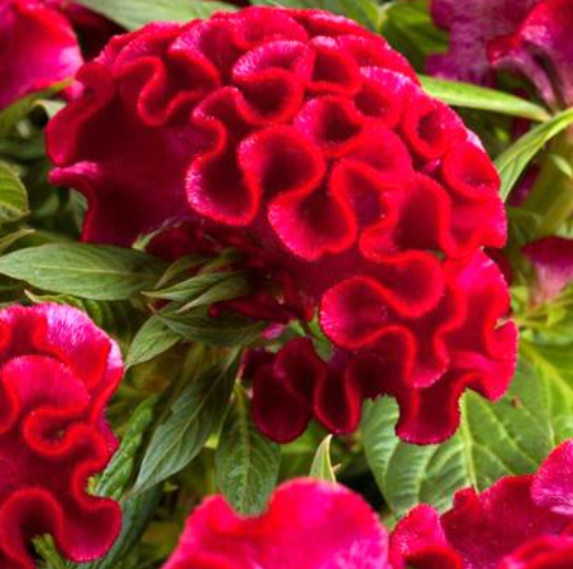 6" Celosia Twisted ‘Strawberry’
