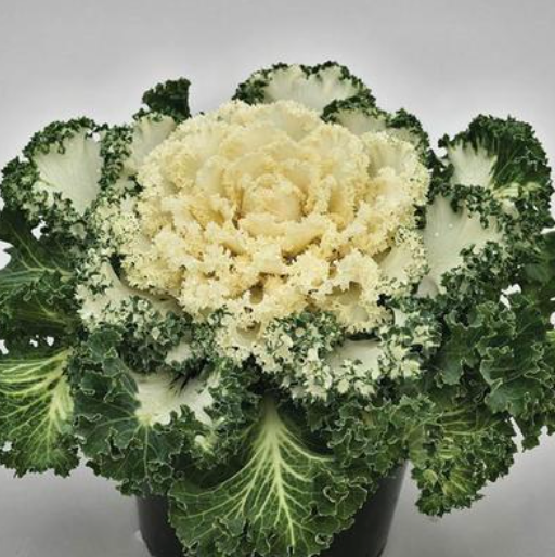 8" Kale Nagoya White