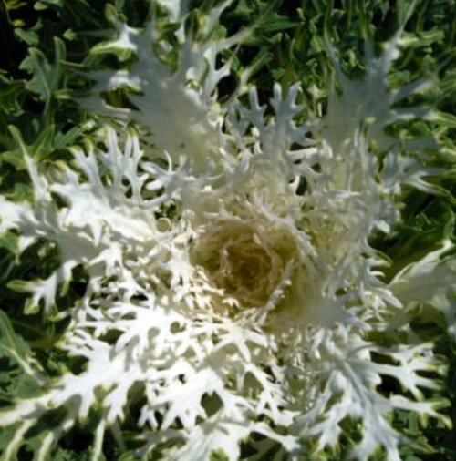 Ornamental Kale Peacock White 3.04 qt
