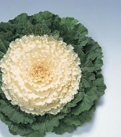 8" Kale Pigeon ‘White’