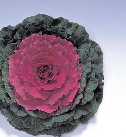 8" Kale Pigeon ‘Red’