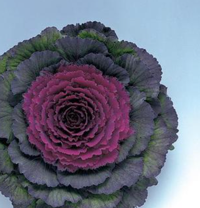 8" Kale Pigeon ‘Purple’