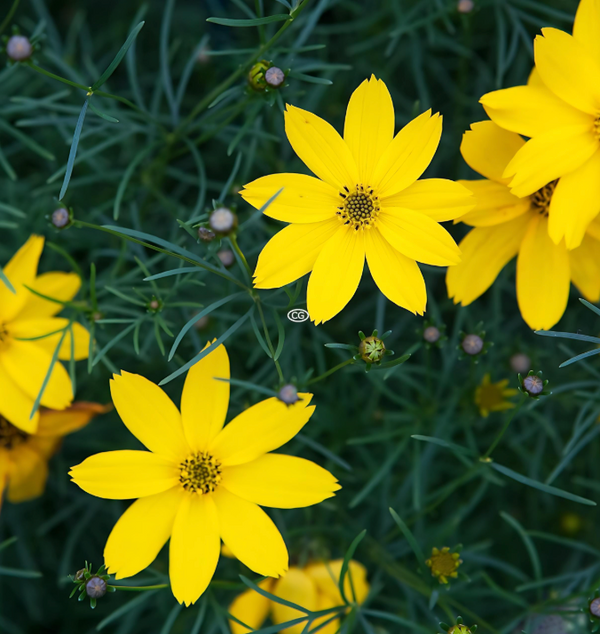 Coreopsis verticillata Zagreb 1Q
