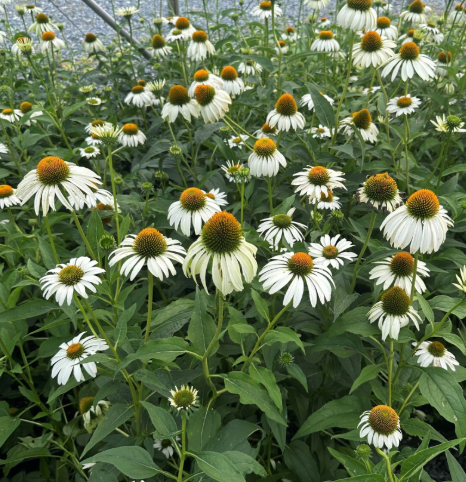 Echinacea purpurea White Swan 1Q